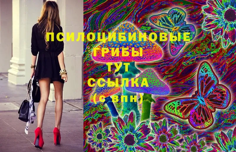 где найти   Вяземский  Галлюциногенные грибы Psilocybine cubensis 